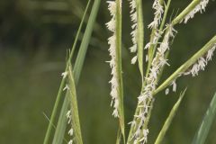 Prairie Cordgrass, Spartina pectinata