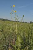Prairie Dock (Silphium terebinthinaceum)