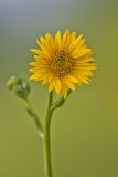 Prairie Dock (Silphium terebinthinaceum)
