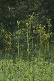 Prairie Dock, Silphium terebinthinaceum