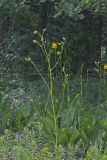 Prairie Dock, Silphium terebinthinaceum