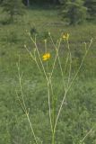 Prairie Dock, Silphium terebinthinaceum