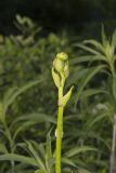 Prairie Dock, Silphium terebinthinaceum