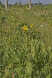 Prairie Dock, Silphium terebinthinaceum