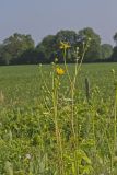 Prairie Dock, Silphium terebinthinaceum