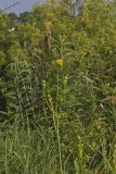 Prairie Dock, Silphium terebinthinaceum
