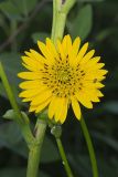 Prairie Dock, Silphium terebinthinaceum