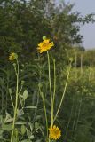 Prairie Dock, Silphium terebinthinaceum