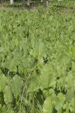 Prairie Dock, Silphium terebinthinaceum