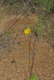 Prairie Dock, Silphium terebinthinaceum
