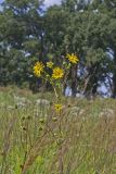 Prairie Dock, Silphium terebinthinaceum