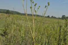 Prairie Dock, Silphium terebinthinaceum