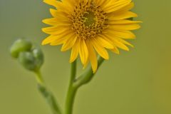 Prairie Dock, Silphium terebinthinaceum