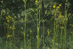 Prairie Dock, Silphium terebinthinaceum Prairie Dock, Silphium terebinthinaceum