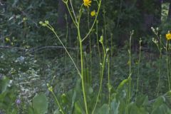Prairie Dock, Silphium terebinthinaceum Prairie Dock, Silphium terebinthinaceum