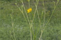Prairie Dock, Silphium terebinthinaceum