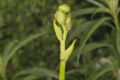 Prairie Dock, Silphium terebinthinaceum