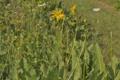 Prairie Dock, Silphium terebinthinaceum Prairie Dock, Silphium terebinthinaceum