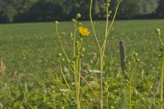 Prairie Dock, Silphium terebinthinaceum