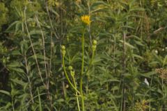 Prairie Dock, Silphium terebinthinaceum Prairie Dock, Silphium terebinthinaceum
