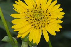 Prairie Dock, Silphium terebinthinaceum
