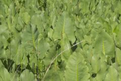 Prairie Dock, Silphium terebinthinaceum