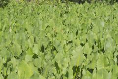 Prairie Dock, Silphium terebinthinaceum