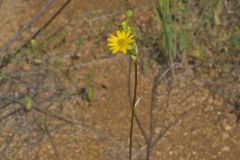 Prairie Dock, Silphium terebinthinaceum
