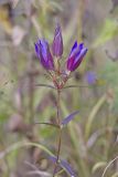 Prairie Gentian, Gentiana puberulenta