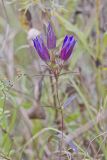 Prairie Gentian, Gentiana puberulenta