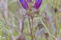 Prairie Gentian