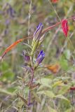 Prairie Gentian, Gentiana puberulenta