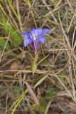 Prairie Gentian, Gentiana puberulenta