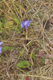 Prairie Gentian, Gentiana puberulenta