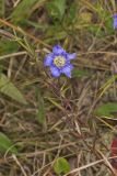 Prairie Gentian, Gentiana puberulenta
