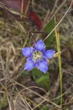 Prairie Gentian, Gentiana puberulenta