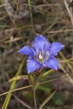 Prairie Gentian, Gentiana puberulenta
