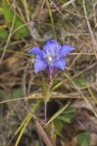 Prairie Gentian, Gentiana puberulenta