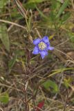 Prairie Gentian, Gentiana puberulenta