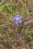 Prairie Gentian, Gentiana puberulenta