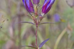 Prairie Gentian, Gentiana puberulenta