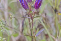 Prairie Gentian, Gentiana puberulenta
