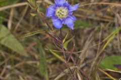 Prairie Gentian, Gentiana puberulenta