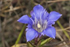 Prairie Gentian, Gentiana puberulenta