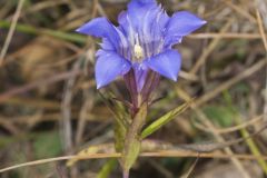 Prairie Gentian, Gentiana puberulenta