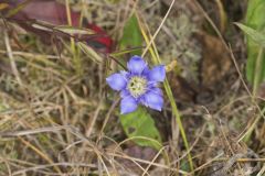 Prairie Gentian, Gentiana puberulenta