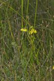 Prairie Loosestrife, Lysimachia quadriflora