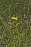 Prairie Loosestrife, Lysimachia quadriflora