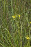 Prairie Loosestrife, Lysimachia quadriflora