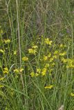 Prairie Loosestrife, Lysimachia quadriflora